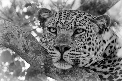 Observant - black and white portrait of a male leopard resting in a tree