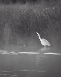 High angle view of gray heron on lake