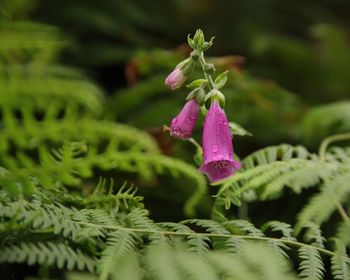 Close-up of pink flowering plant