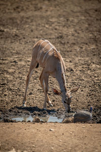 Female greater kudu drinking from muddy waterhole