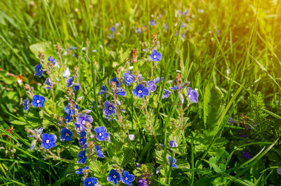 Close-up of purple flowering plants on field