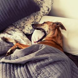 Close-up of dog sleeping on bed at home