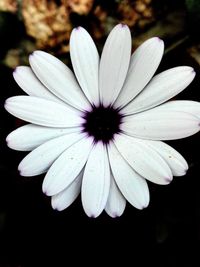 Close-up of water lily blooming outdoors