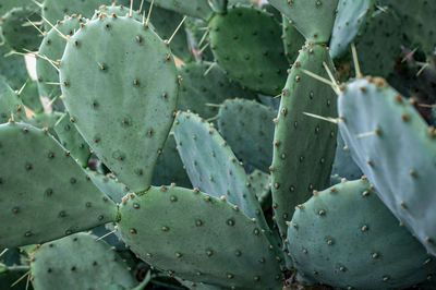 Green cactus prickly pear with big needles close-up. opuntia