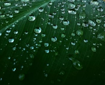 Full frame shot of raindrops on leaf