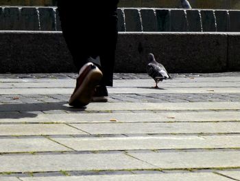 Low section of bird on retaining wall