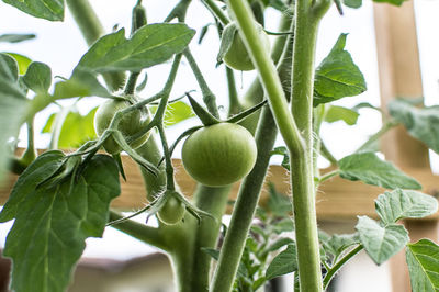 Close-up of fruit growing on tree