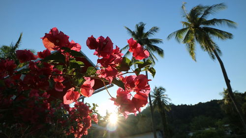 Low angle view of red tree against sky