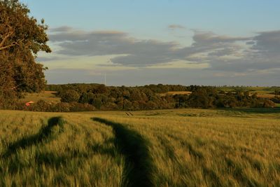 Scenic view of field against sky