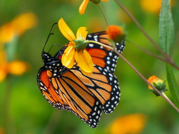 Close-up of butterfly pollinating on flower