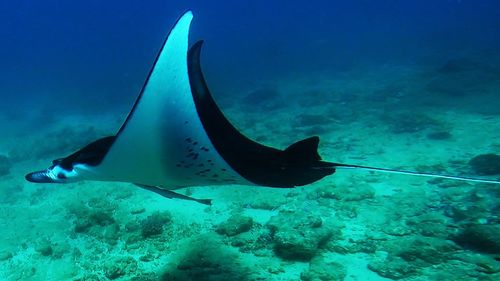 Turtle swimming in sea
