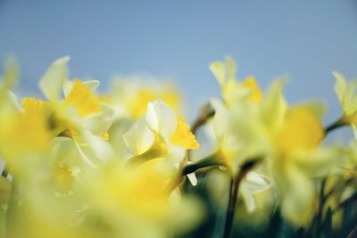 Close-up of yellow flowering plant against sky