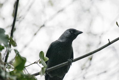 Close-up of bird perching on branch