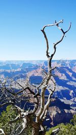 Trees on landscape against clear blue sky