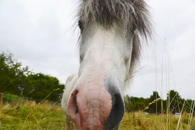 Close-up of horse on field against sky