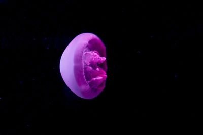 Close-up of jellyfish against black background