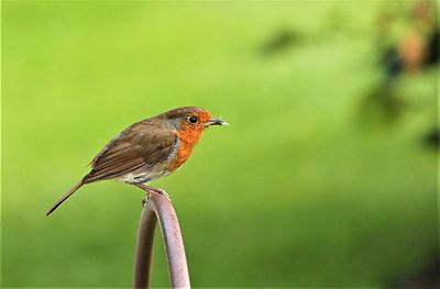 Close-up of bird perching outdoors