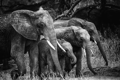 A group of elephants 