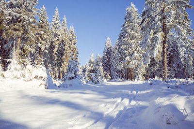 Snow covered pine trees against sky