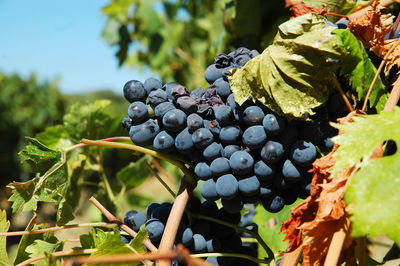 Bunch of grapes in a vineyard