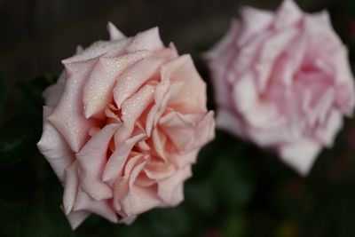 Close-up of pink rose blooming outdoors