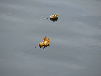 High angle view of a bird flying over lake