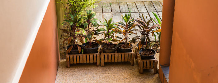 Potted plants in balcony
