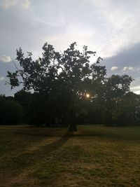 Trees on field against sky