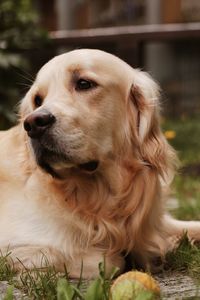 Close-up of dog looking away