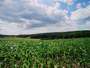 Scenic view of agricultural field against sky