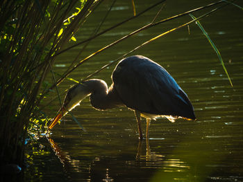 Bird perching on a lake