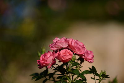 Close-up of pink rose