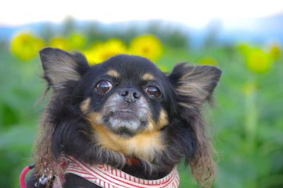 Close-up portrait of a dog