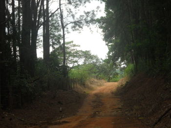 Dirt road passing through forest