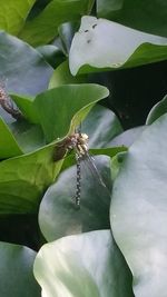 Close-up of insect on plant