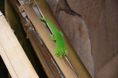 Close-up of lizard