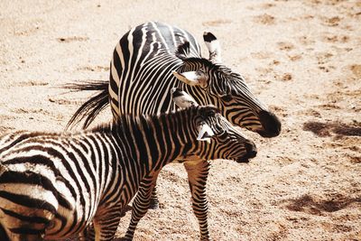 Close-up of zebra standing