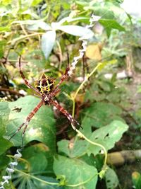 Close-up of spider on web