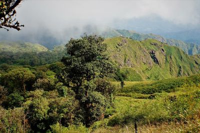 Scenic view of trees and mountains against sky