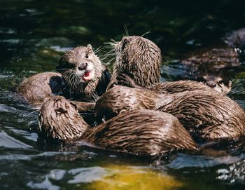 Family of otters at play in a river