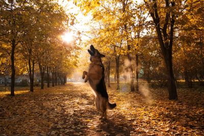 Rear view of woman walking with dog in forest during autumn