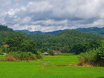 Scenic view of agricultural field against sky