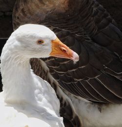 Close-up of swan