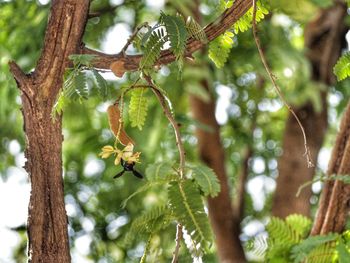 Low angle view of bee perching on tree