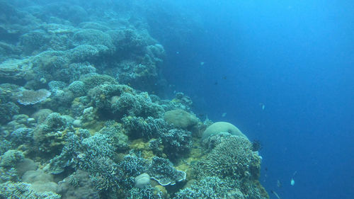 Fish swimming in sea