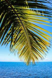 Palm tree by sea against sky