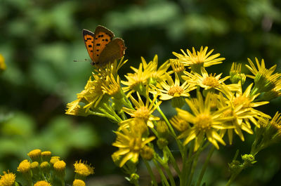 Close-up of butterfly pollinating on yellow flower