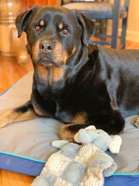 Close-up of dog looking away at home