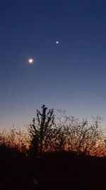 Low angle view of silhouette plants against sky at night