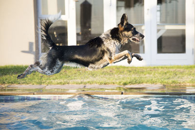 Dog running in swimming pool